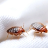 Holpers Pest & Animal Solutions gallery