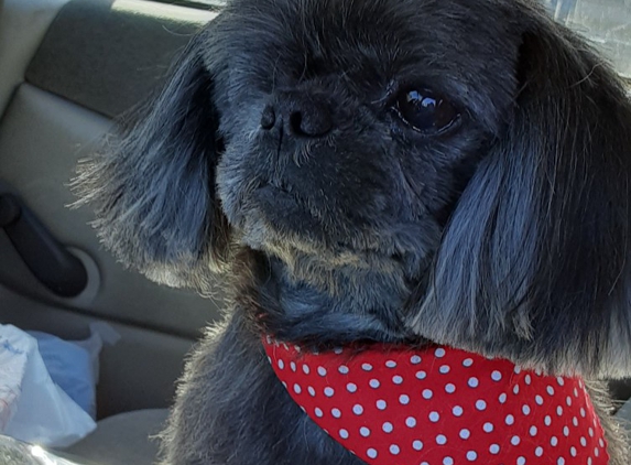 The Pampered Pooch - Pontotoc, MS. My Handsome little man, after a visit to The Pampered Pooch