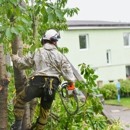 Tree Pruning and Trimming - Tree Service