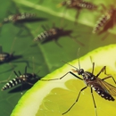 Bugs Express Pest Management Co - Pest Control Equipment & Supplies
