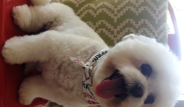 LIMElight Pet Salon - Buddina, QLD