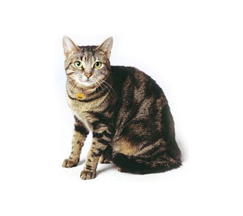 Tugun Veterinary Surgery - Tugun, QLD