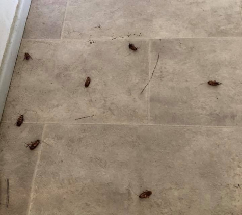 Kombat Carpet Cleaning & Pest Solutions - Quirindi, NSW