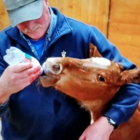 Evergreen Equine Clinic