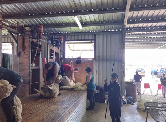 Muddy's Quality Shearing - Dubbo, NSW