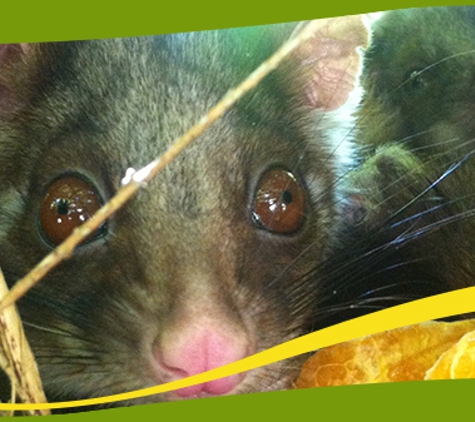 Perkins Exterminators Pty Ltd - Greensborough, VIC. We Are Providing Environmentally Friendly Pest Management Services Tailored In Fulfilling You Pest Management Needs