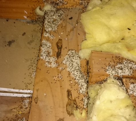 AM Pest Solutions. Termite Control