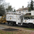 Bumblebee Tree Service & Landscape Design LLC