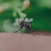 Bartow Pest Control gallery
