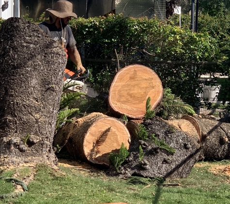 Go Green Affordable Tree Service - Hollywood, FL