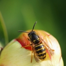 City Termite & Pest Control - Pest Control Equipment & Supplies