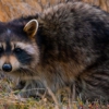 The Trapper Guy gallery
