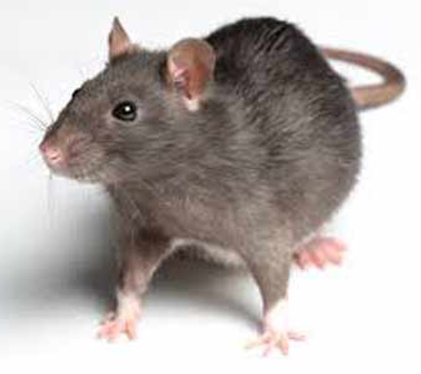 Ballarat Pest Control - Mount Pleasant, VIC