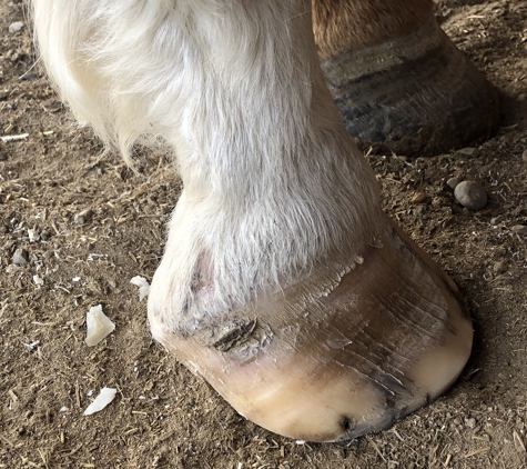 Rennie's Horseshoeing - Billings, MT. Severe Toe distortion with full length toe crack pic 5 of 6 3 rd shoeing at 5 week intervals. Notice dishing in toe  is gone. 