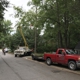 Palmetto Tree Service & Stump Grinding