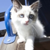 Roxy's Ragdoll Kittens gallery