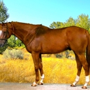 Thoroughbred Sport Horse