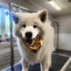 Fur Seasons Pet Resort & Spa gallery