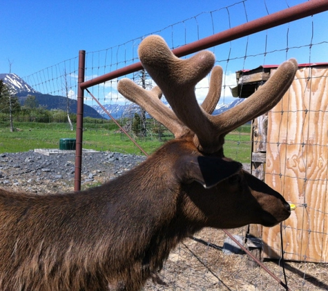 Alaska Wildlife Conservation Center - Girdwood, AK