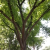 Whitney's Tree Care gallery