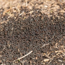 Why-U-Buggin Pest Control - Pest Control Equipment & Supplies