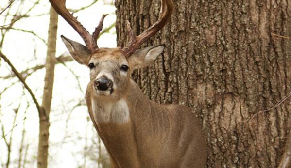 Darryl Shearon Taxidermy - Pleasant View, TN