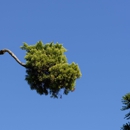 Tree Patrol Tree Service - Tree Service