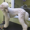 Happy Dog Pet Grooming gallery