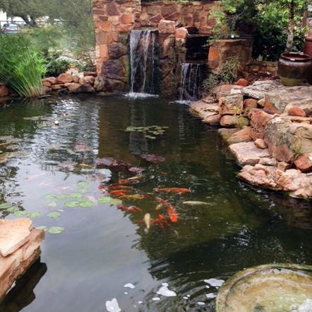 Arizona Aquatic Gardens - Tucson, AZ