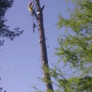 Zeigler Tree & Timber Co - Arborists