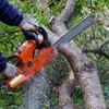 USA Pro Tree Service gallery