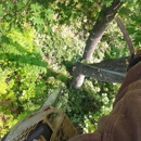 Avants Tree Service - Tree Service