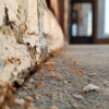 Victory Pest Solutions gallery