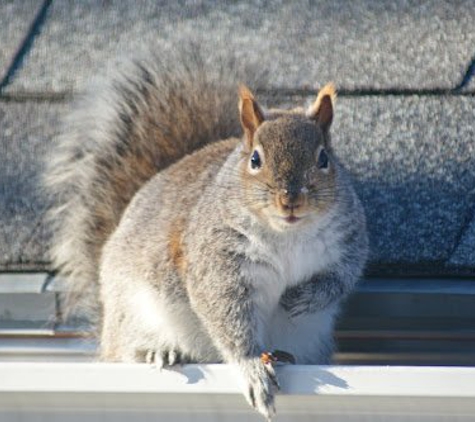 Cape Atlantic Wildlife Control and Removal Services - Egg Harbor Township, NJ