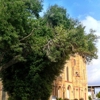 Our Lady of Guadalupe Church gallery