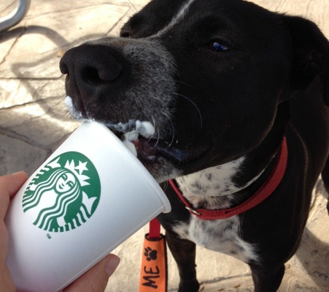 Starbucks Coffee - Tempe, AZ