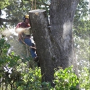 Falcon Tree Experts - Arborists