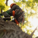 Mile High Landscape & Tree Service - Tree Service