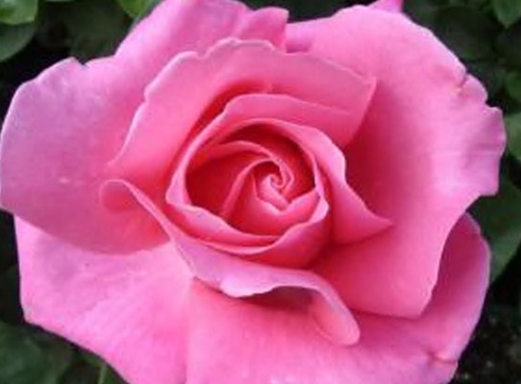 Mittagong Garden Centre - Yerrinbool, NSW
