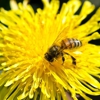 BeeSafe Pest Control gallery