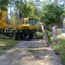 USA Tree Service - Arborists