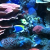 Tropical Fish Bowl gallery