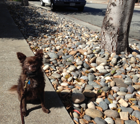 Sit Means Sit Dog Training - San Jose, CA