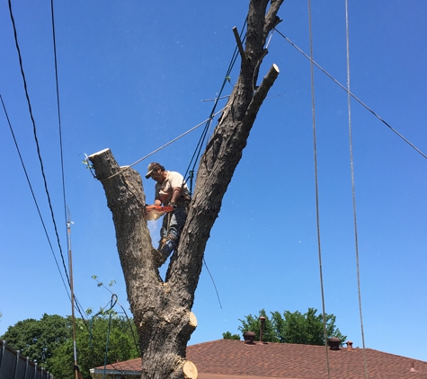 Antonio's Tree Service - Dallas, TX