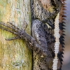 Trapline Pest Solutions gallery