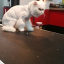 Canine Creations Pet Salon - Pet Grooming