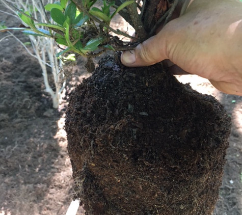 Sunburst Nursery and Landscape - Spartanburg, SC. 1 gallon azalea - billed for 3 gallon size