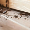 Braman Termite & Pest Elimination gallery