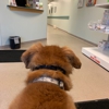 Aurora Pet Hospital gallery