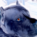 Ricks Blue Bullys - Dog & Cat Grooming & Supplies